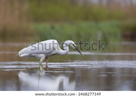 A heron with a leech caught in the lake