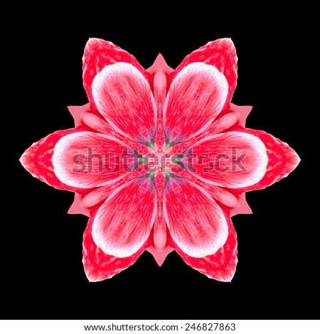 Flower mandala isolated on black background