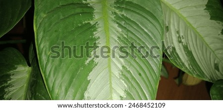 Close-up view of green flower leaves.