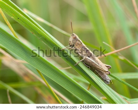 common field grasshopper (Chorthippus brunneus)