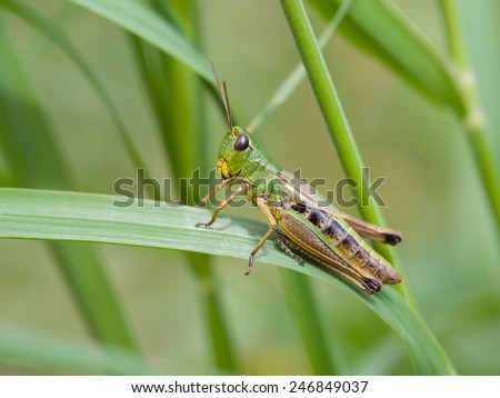 Meadow Grasshopper (Chorthippus parallelus) Royalty-Free Stock Photo #246849037