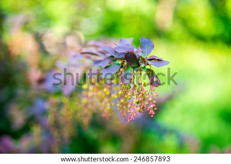 beautiful blooming twig of european barberry ( ottawensis Superba ) on blur background 