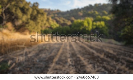 Blur background of fresh vineyard at sunset with vibrant grapevines and rolling hills. Agricultural and landscape photography. Wine country concept. Design for wine label, travel brochure. Spate.