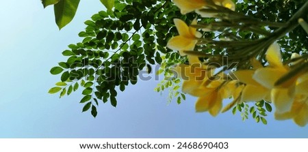 Beautiful yellow frangipani flowers hang on the branches under the beautiful clear blue sky