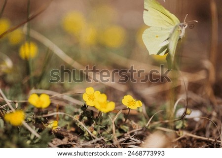 A green butterfly flutters against a background of beautiful yellow flowers in spring close-up. Macro photography.