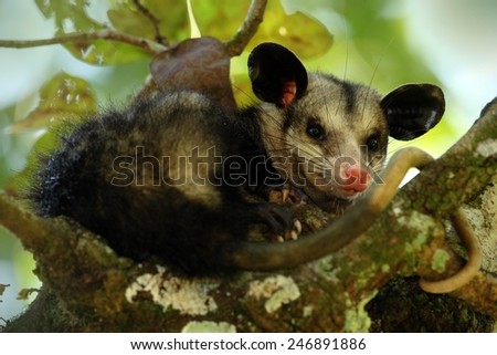 Common Opossum, funny animal hidden in the tree.