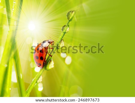 Fresh dewy grass and little ladybug, natural background. Picture with space for your text.