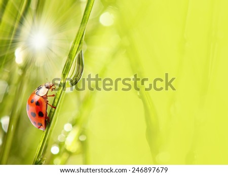 Fresh dewy grass and little ladybug, natural background. Picture with space for your text.