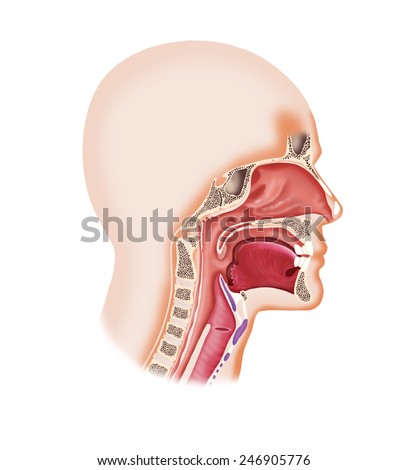 Digital illustration of a human face cavity with larynx, nose, mouth,tongue