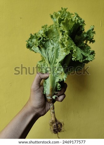 photo of a lettuce plant held in a hand against a yellow wall background