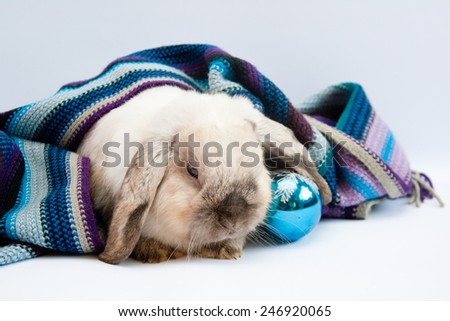 Beautiful lop-eared rabbit with Christmas decorations