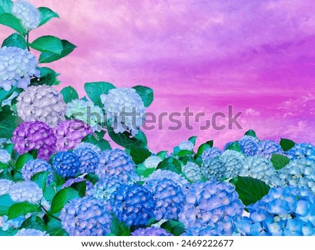 A landscape of purple and blue hydrangeas blooming all over and the sunset