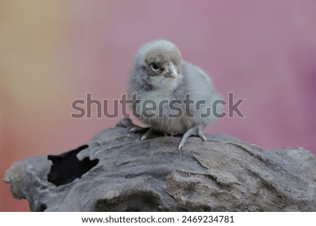 A one-day-old free-range chick perched on dry wood. This animal has the scientific name Gallus gallus domesticus.