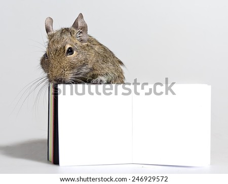 small hamster standing with blank poster in paws closeup on white background