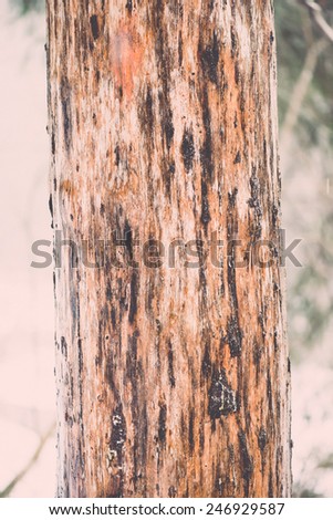 old tree trunk with green moss and bark in winter on snowy background - vintage retro effect