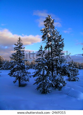 Stand of pine trees covered in snow in the winter