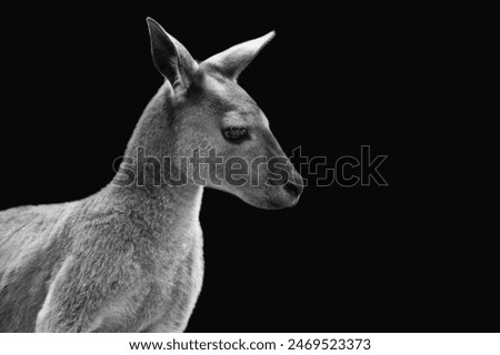 Australian Kangaroo Closeup Portrait In The Dark Background
