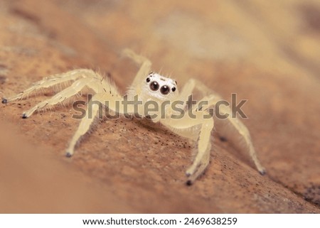 Macro spider on brown ground