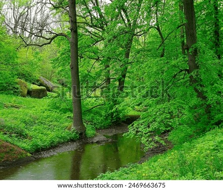 Old abandoned river or pond, a lot of green algae, stream in the forest. Spring landscape