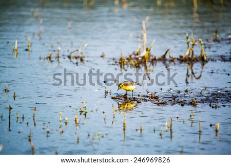 Western yellow wagtail -  Motacilla flava in pond