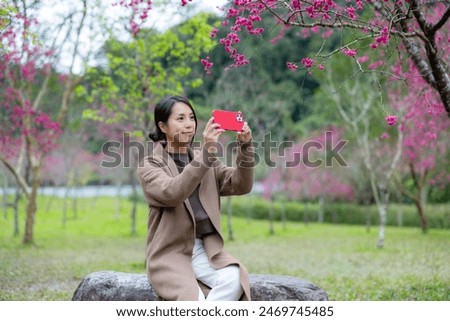 Woman use smart phone to take photo under the sakura tree