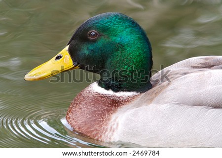 a photo of a picture of a duck