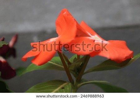 periwinkle plant flowers with beautiful colors and fresh leaves
