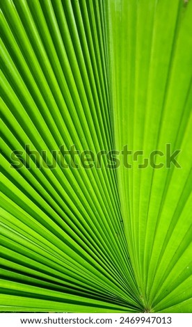 striped of palm trees, abstract background