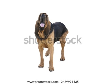 Bloodhound  standing up with silly expression on its face.