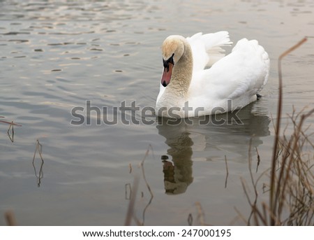 White swan swimming in a pond