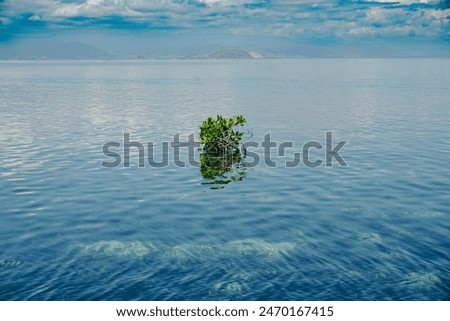 Mangrove trees grow in the middle of the beautiful blue sea.