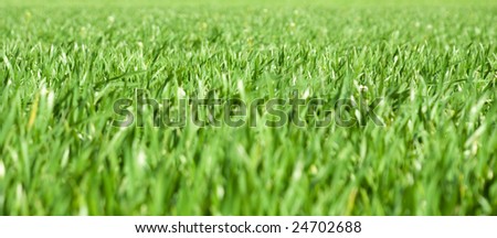 Panoramic green grass close-up background, shallow depth of field