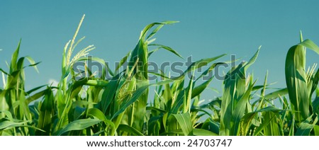 foliage of corn