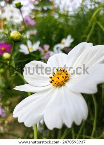 White cosmos in full bloom, photo from a cosmos flower garden