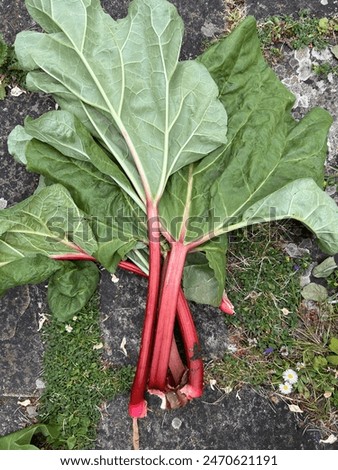 Close up of rhubarb, with healthy green large leaves and long delicious stalks on patio stone outdoors the fresh ripe fruit harvest from organic allotment garden vegetable bed in Summer, flat lay view
