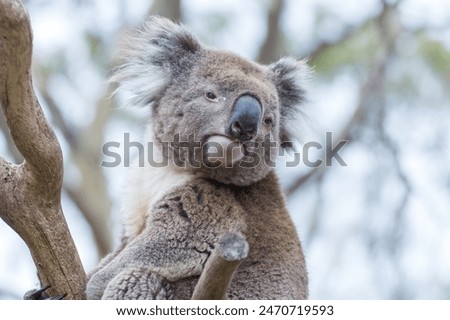 Discover the adorable and iconic koala of Australia with this heartwarming photograph. Nestled among the branches of a eucalyptus tree, this furry marsupial uniqueness of Australian wildlife.