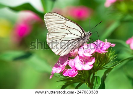 the  white butterfly sits on flowers on meadow