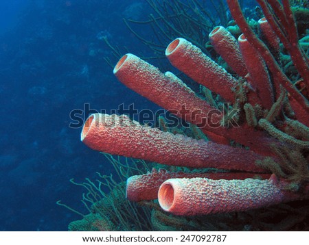Vase sponge in the Caribbean sea around Bonaire.