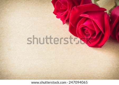 red rose flower on blank paper page for creative your message text here