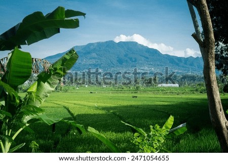 a view of green rice fields in the morning with a mountain background and a small river.