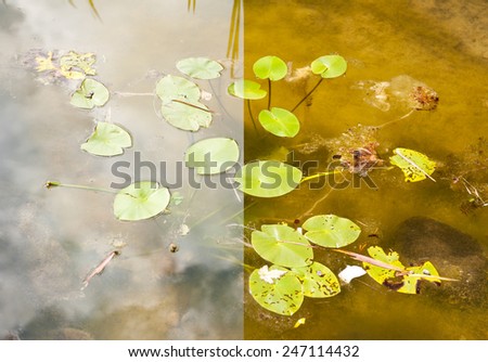 Circular polarizer effect on Nuphar lutea water plant growing in Poland, photographic tool filter remove reflections from water surface effect compare, giving green vibrant color, test pictures
