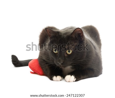 Black cat lying over the toy red plush heart isolated over the white background