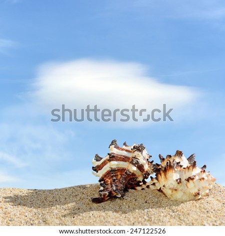 Summer beach with sea shells and blue sky