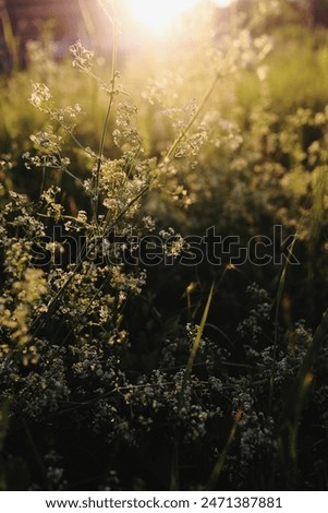 grass in backlight, grass in the sun, sunbeam, view of the field, wildflowers, view, background, nature, evening sun, mood, eco, ecology