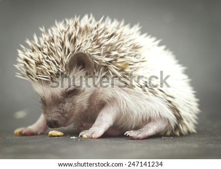 pretty young rodent hedgehog baby background