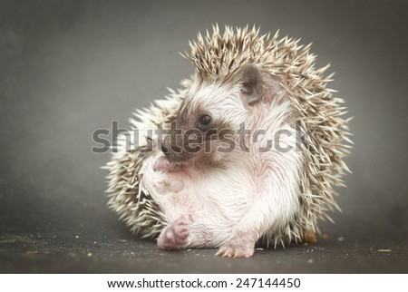 cute hedgehog baby in roll background