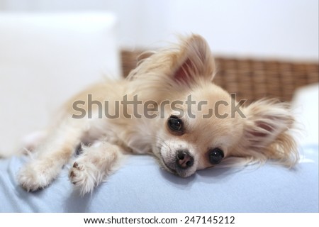 Lazy longhair chihuahua relaxing on a sofa