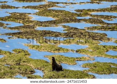 A sea lion walks and screams on the seabed during a low tide in Peninsula Valdes, Chubut, Argentina.