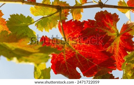 Autumn red leaves on the vine. There is something incredibly nostalgic and meaningful about the annual fall leaf cascade.