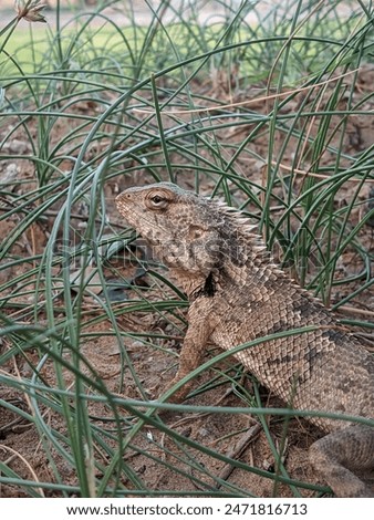 close up of Oriental garden lizard in green grass.